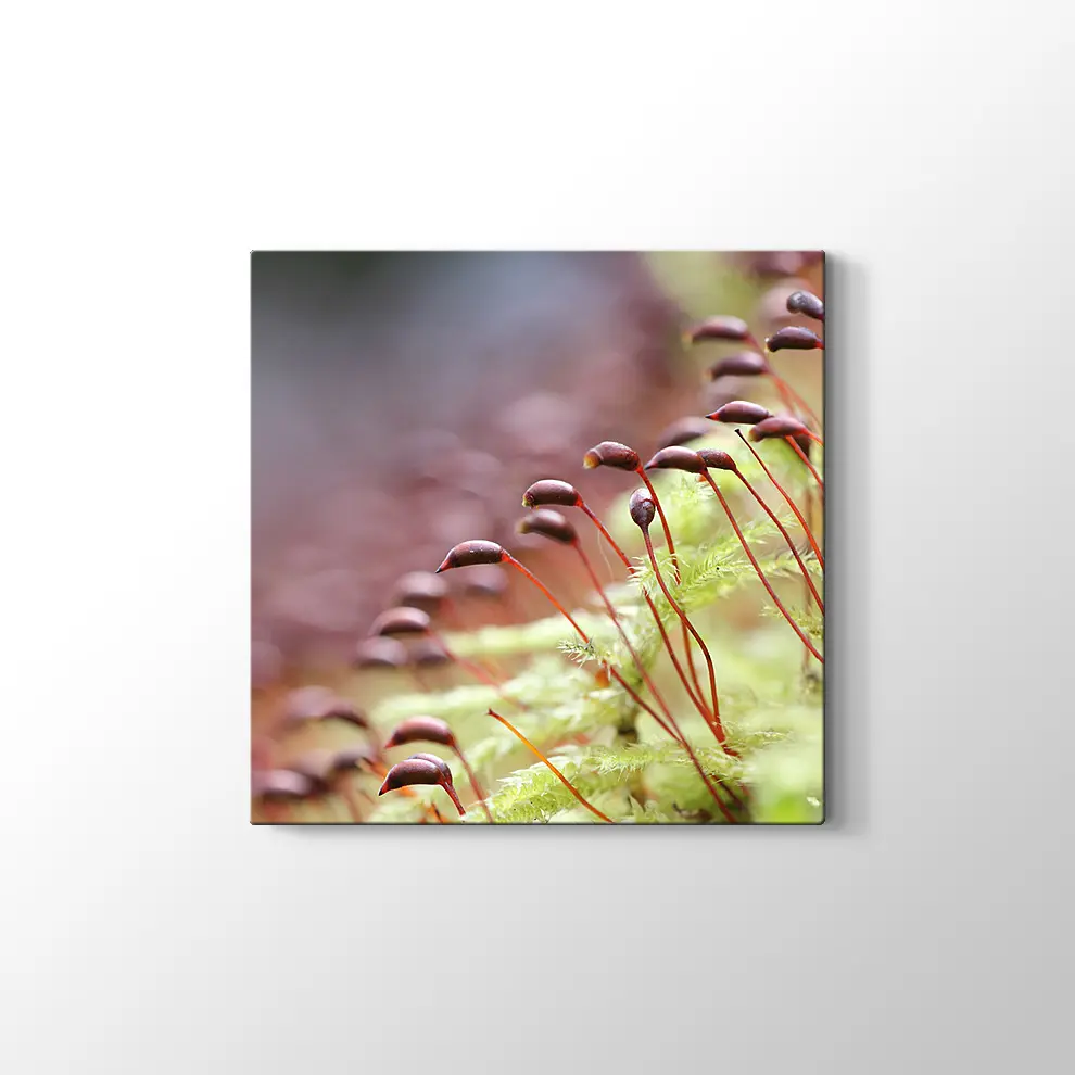 Bitkiler Kanvas Tablo