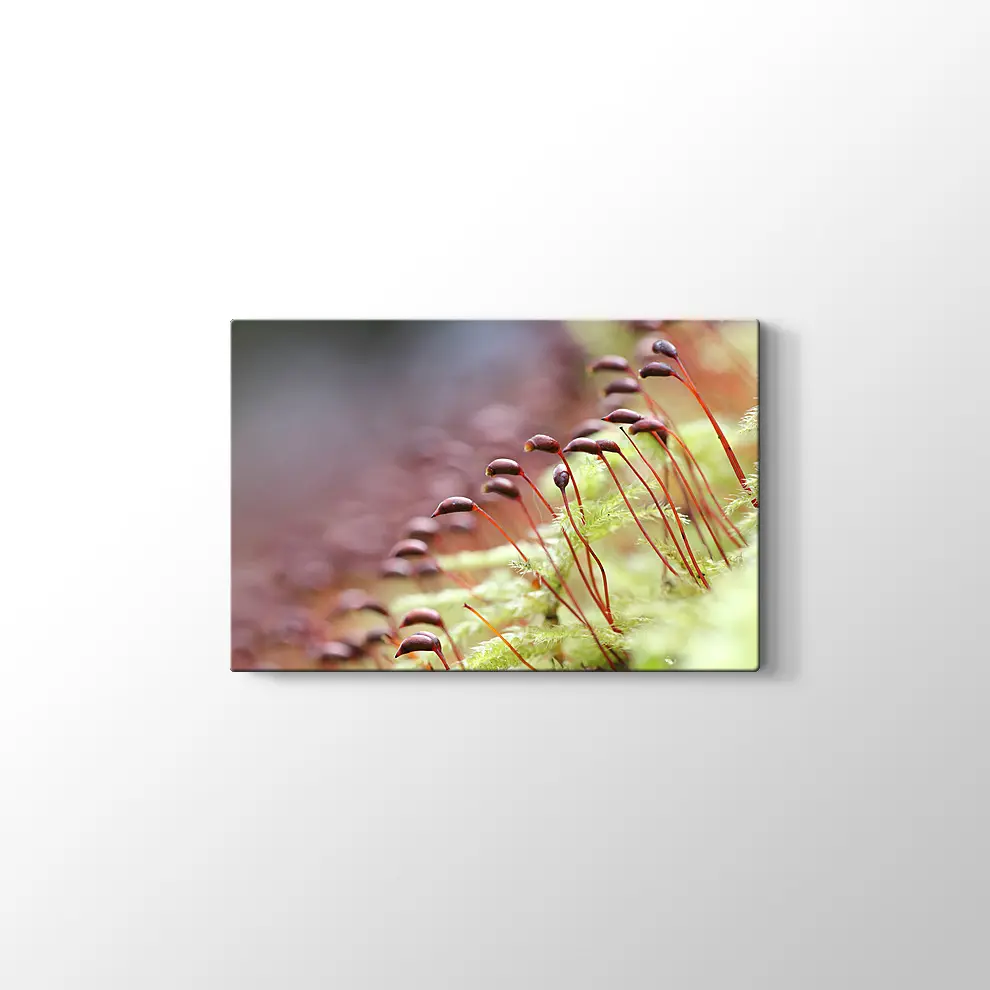 Bitkiler Kanvas Tablo