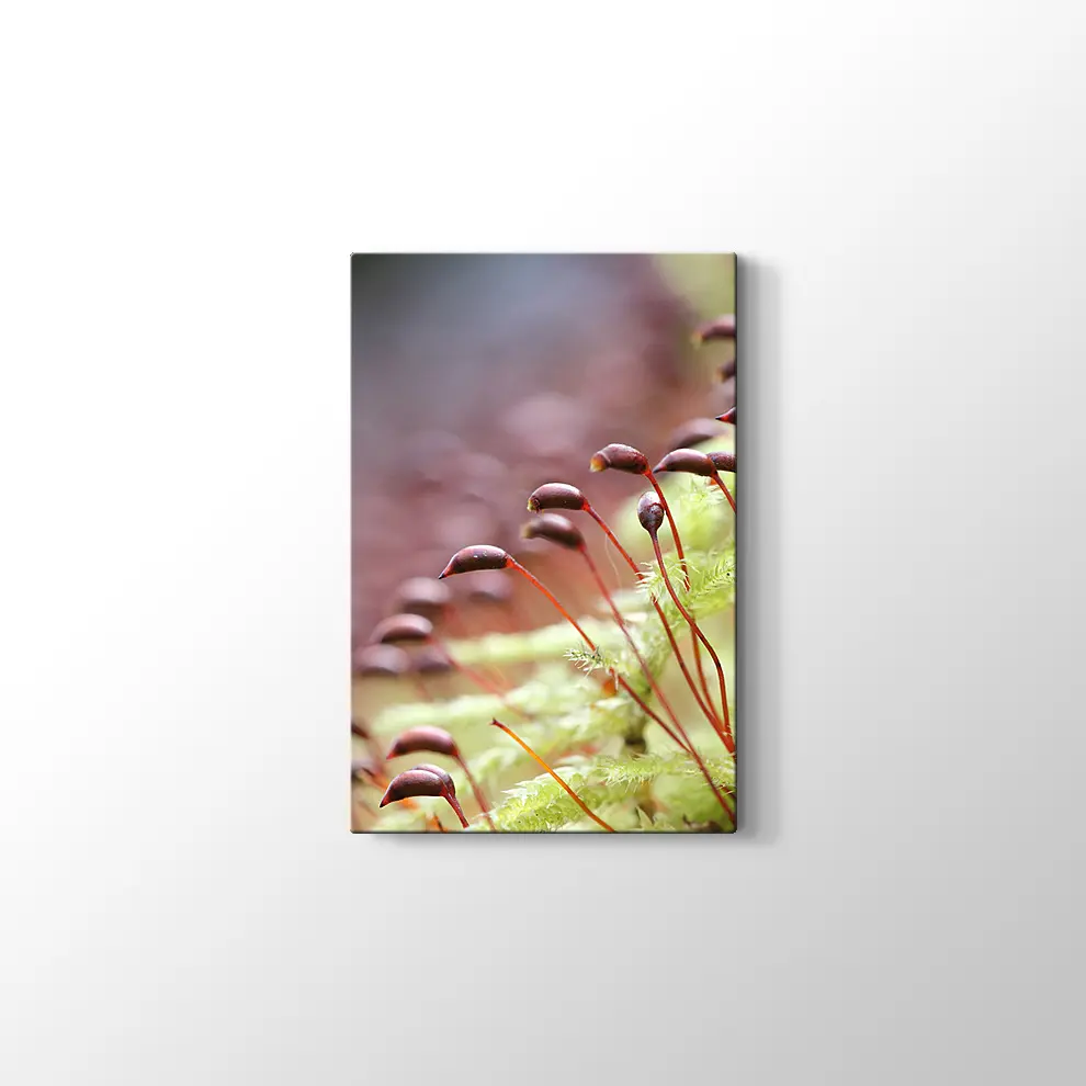 Bitkiler Kanvas Tablo