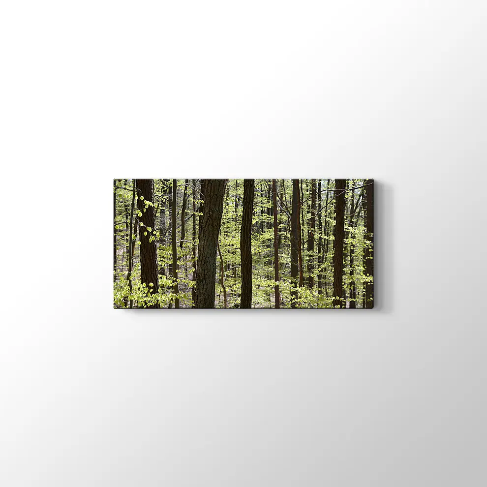 Bahar Ormanı Kanvas Tablo