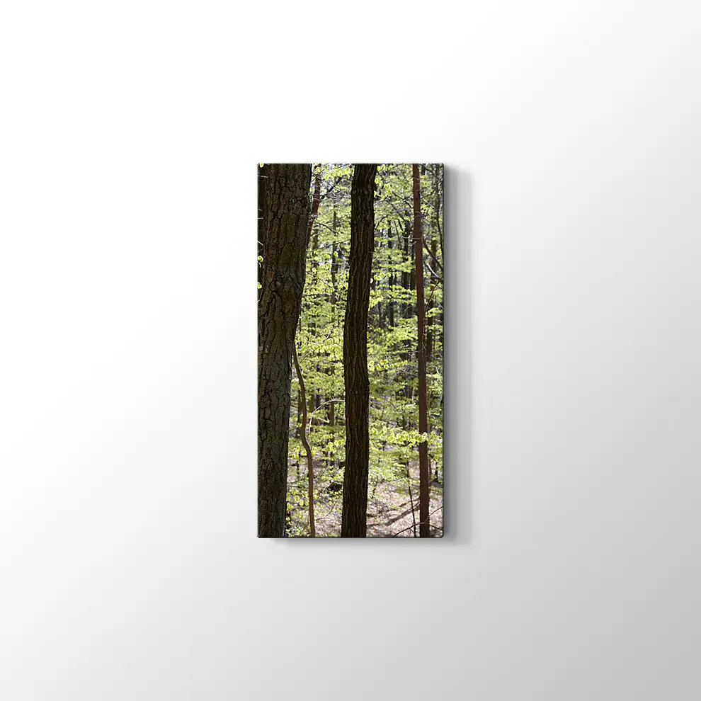 Bahar Ormanı Kanvas Tablo