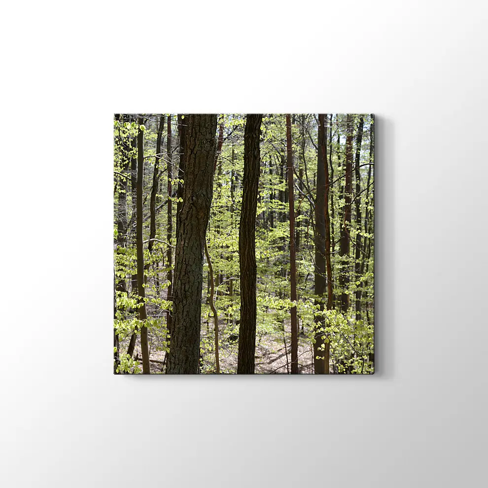 Bahar Ormanı Kanvas Tablo