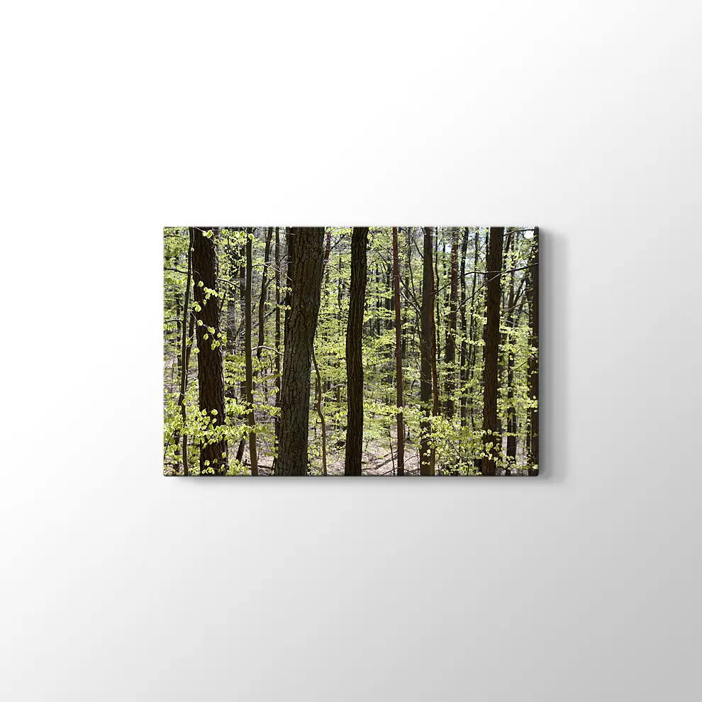 Bahar Ormanı Kanvas Tablo