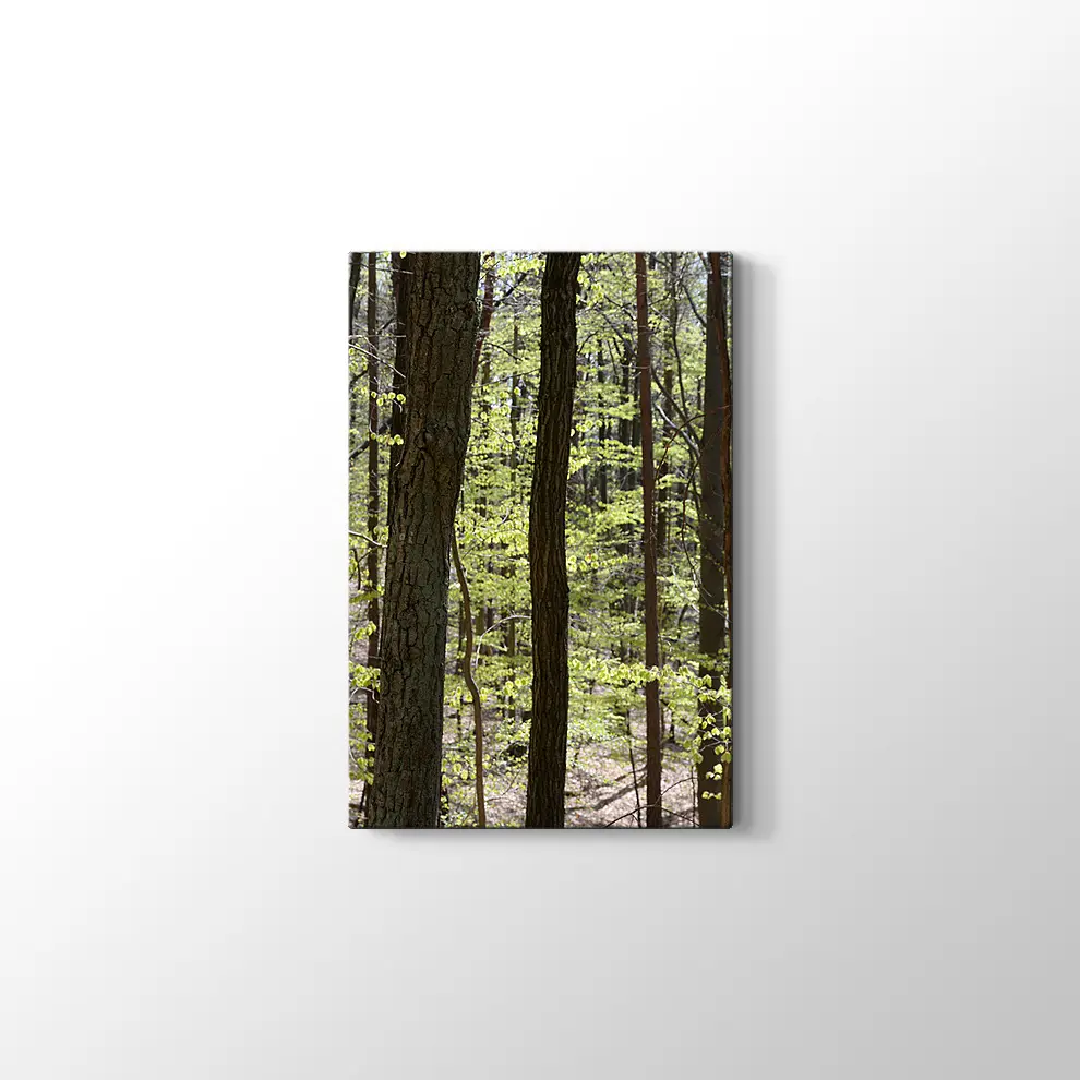 Bahar Ormanı Kanvas Tablo