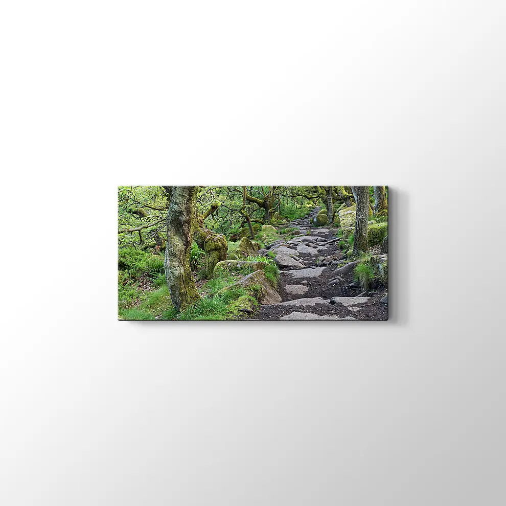 Ormanda Taşlı Yol Kanvas Tablo