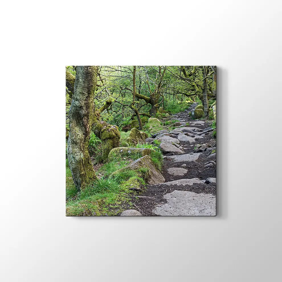 Ormanda Taşlı Yol Kanvas Tablo