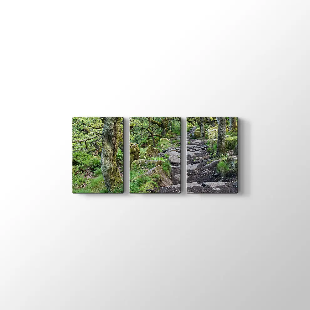 Ormanda Taşlı Yol Kanvas Tablo