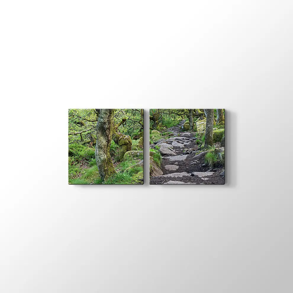 Ormanda Taşlı Yol Kanvas Tablo