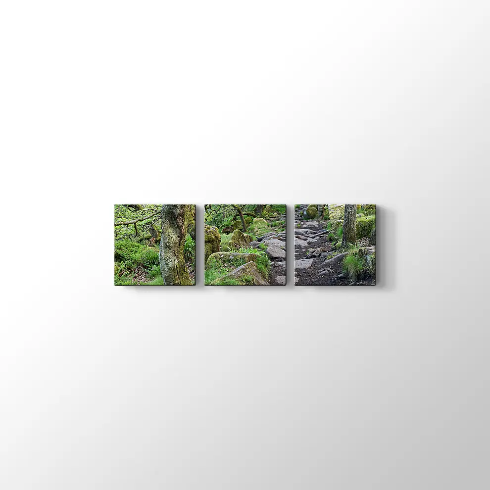 Ormanda Taşlı Yol Kanvas Tablo