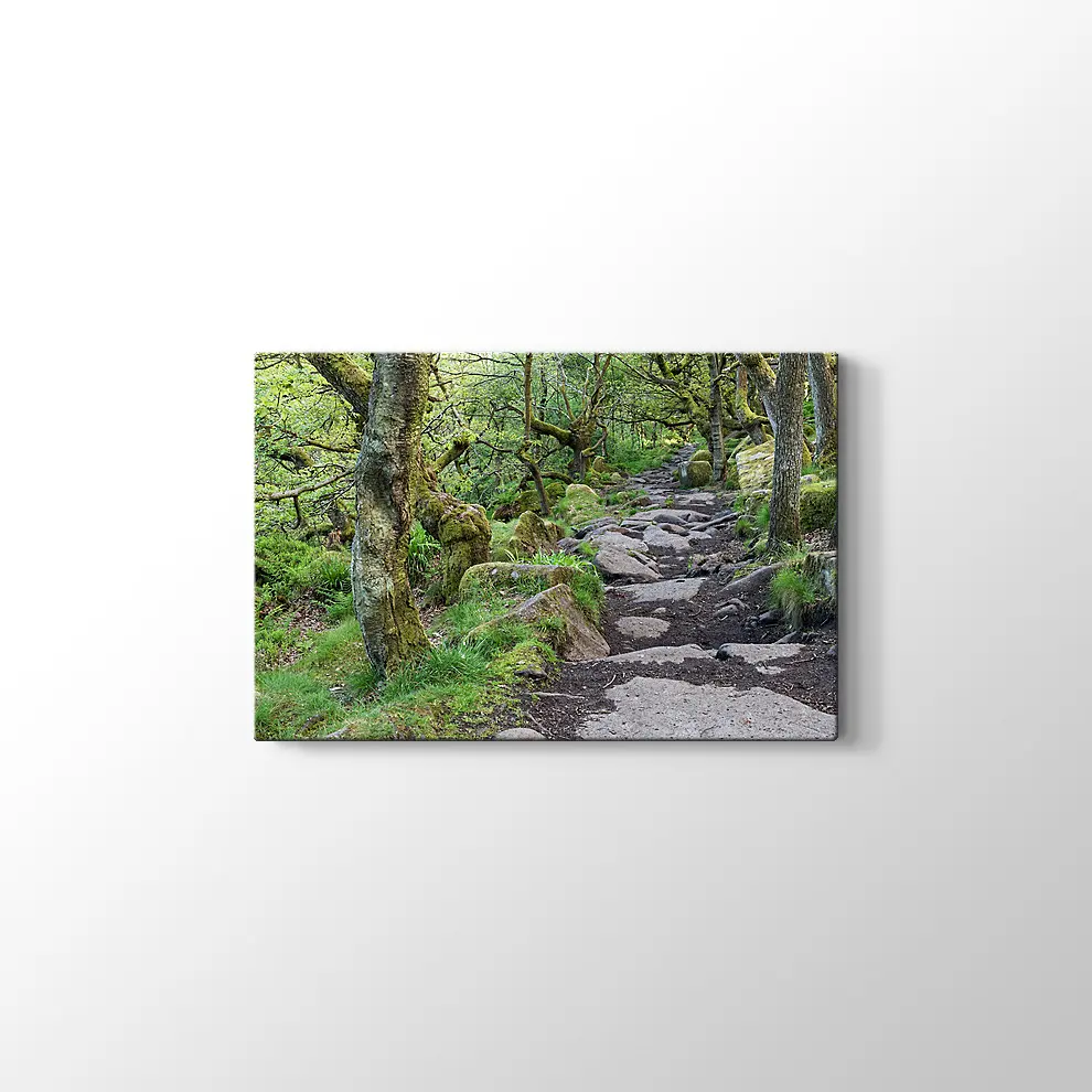 Ormanda Taşlı Yol Kanvas Tablo