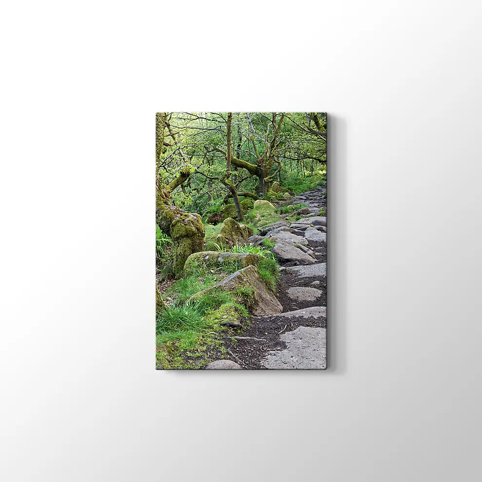Ormanda Taşlı Yol Kanvas Tablo
