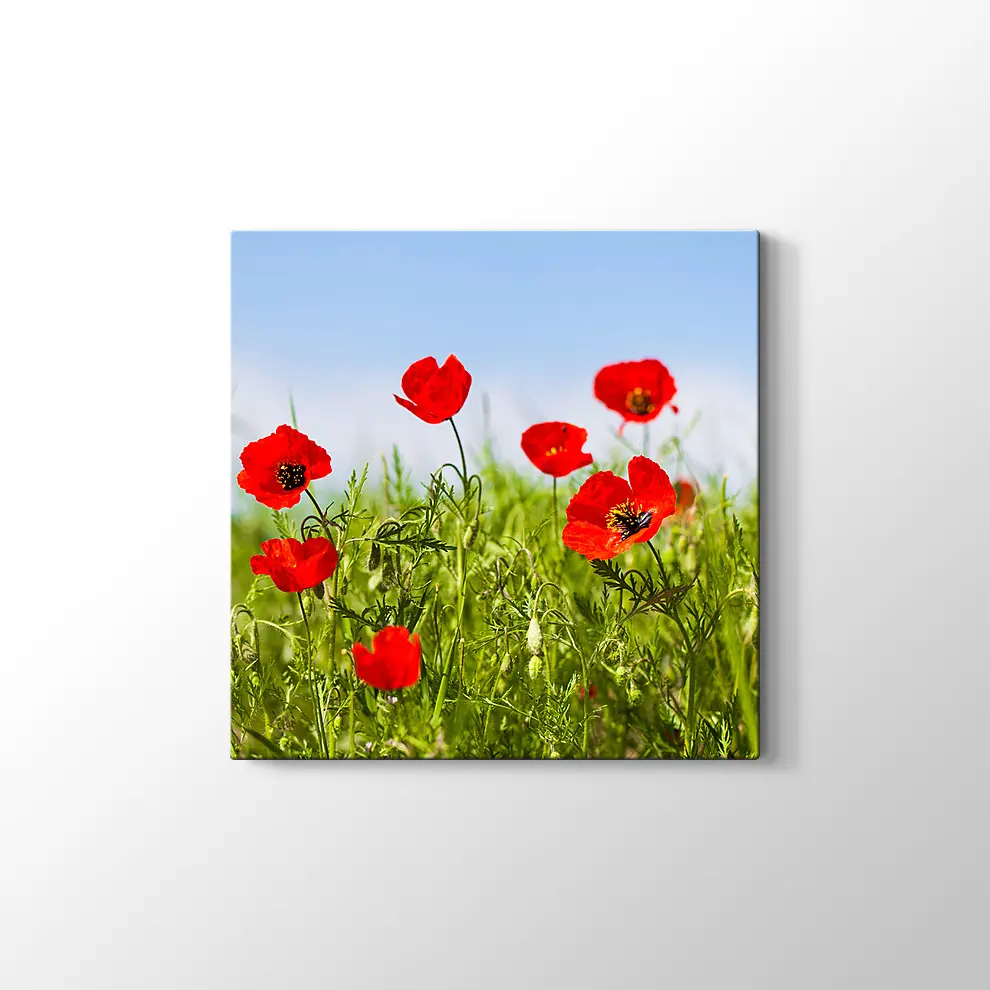 Gelincikler Kanvas Tablo