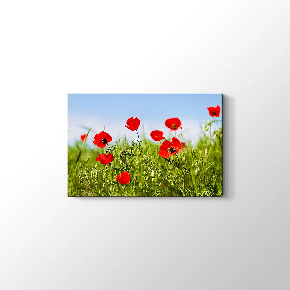 Gelincikler Kanvas Tablo