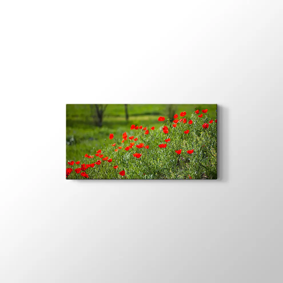 Gelincik Çiçekleri Kanvas Tablo