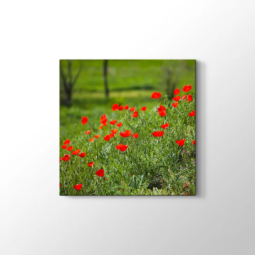 Gelincik Çiçekleri Kanvas Tablo