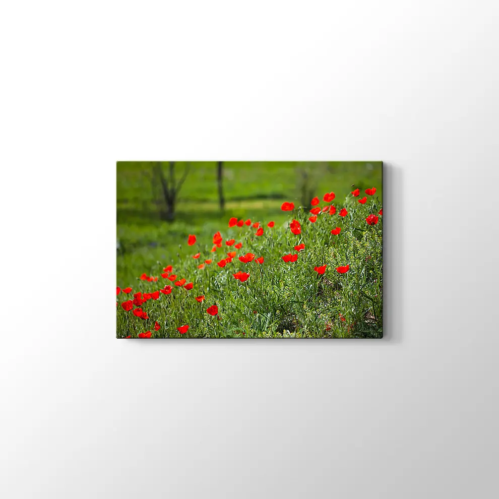 Gelincik Çiçekleri Kanvas Tablo