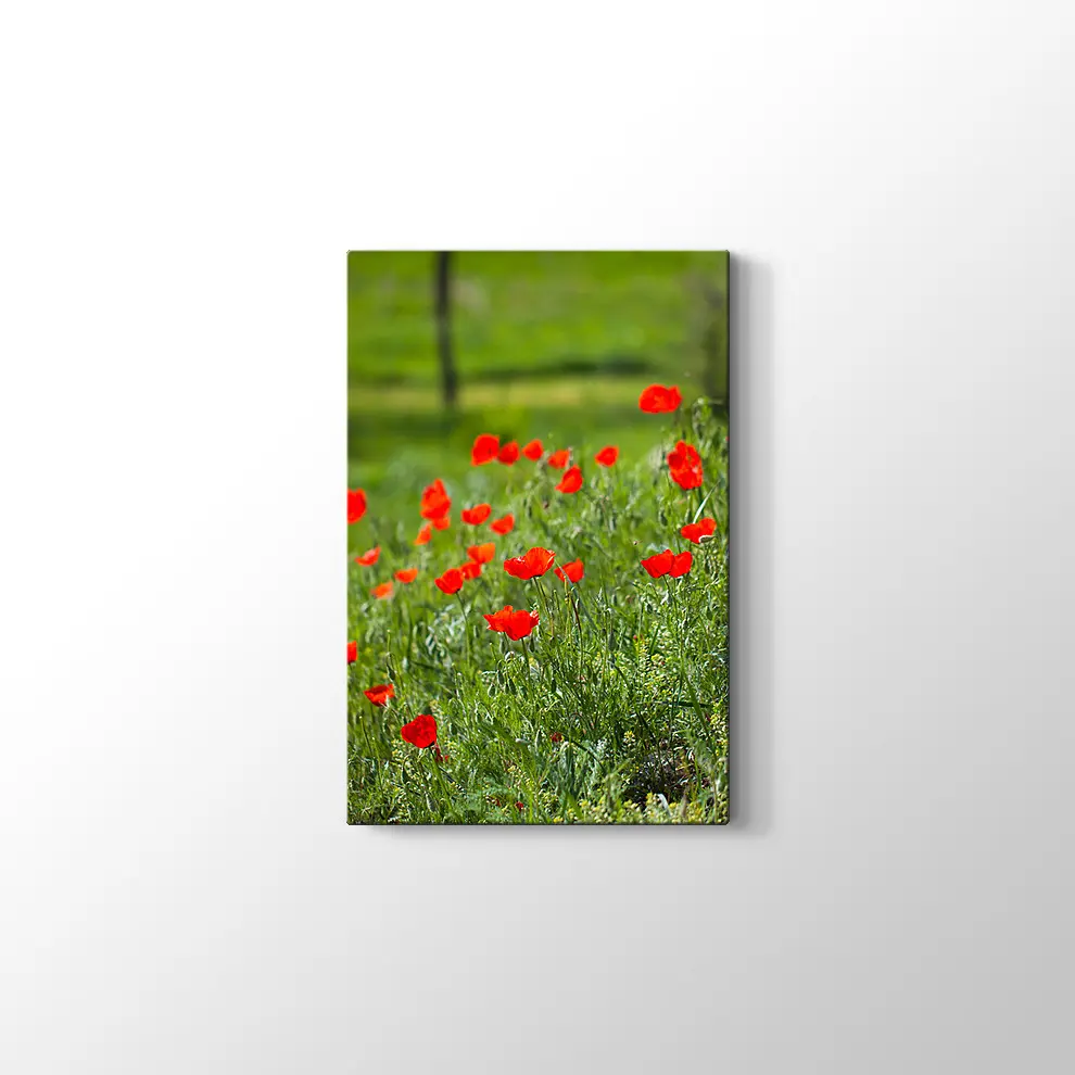 Gelincik Çiçekleri Kanvas Tablo