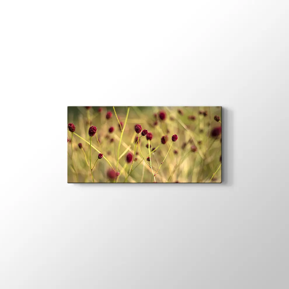 Büyük Burnet Kanvas Tablo