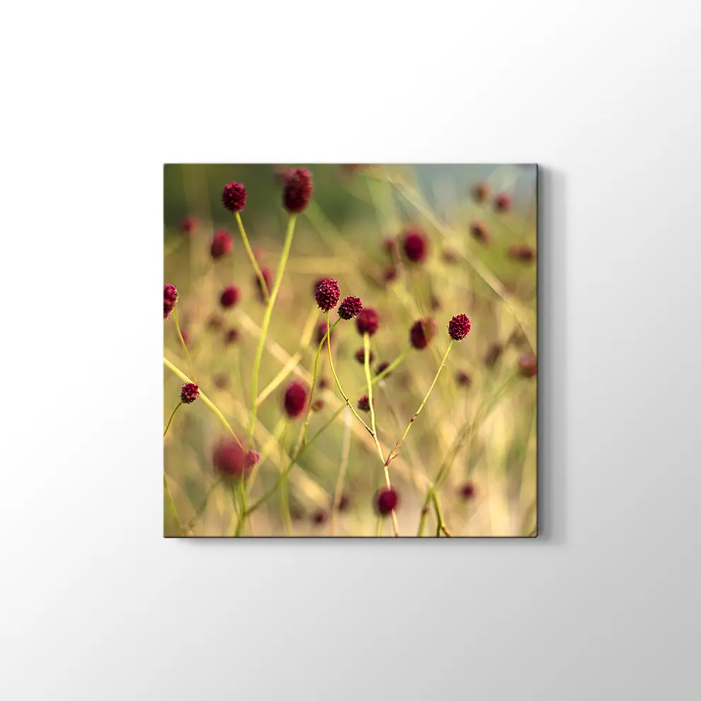 Büyük Burnet Kanvas Tablo