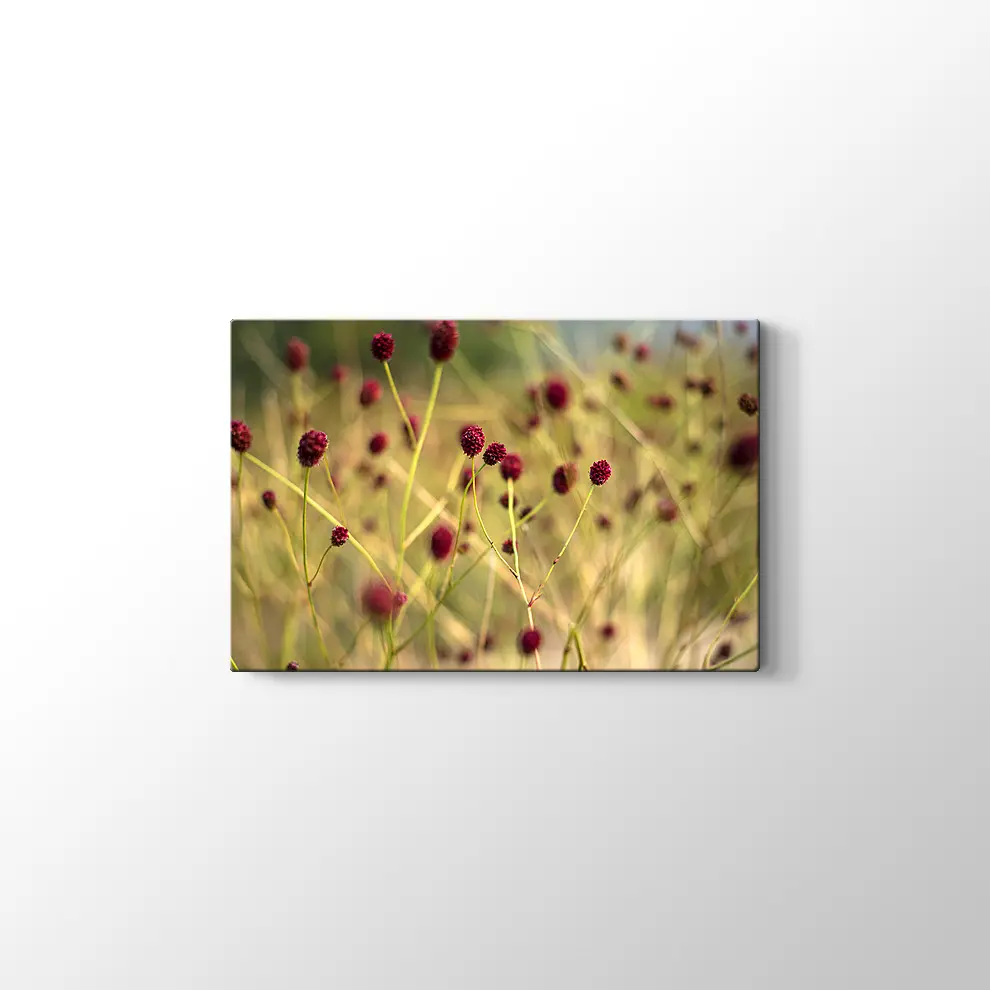 Büyük Burnet Kanvas Tablo