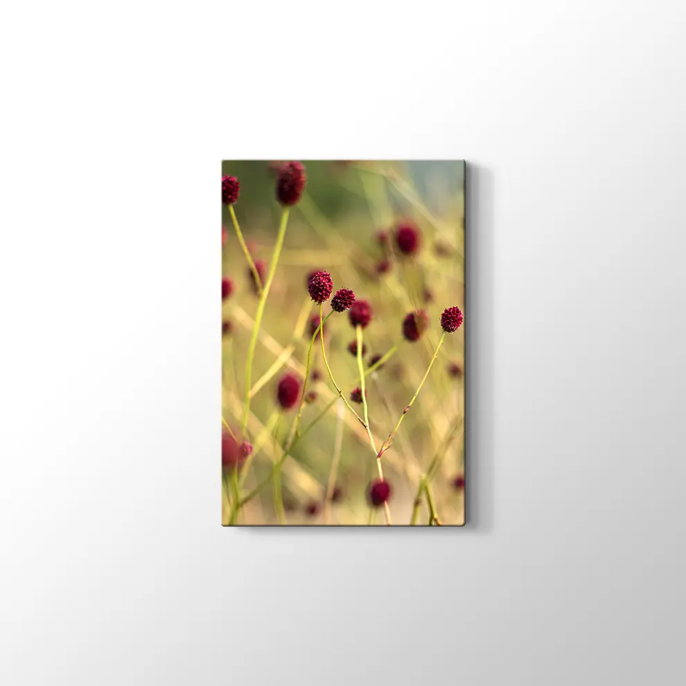 Büyük Burnet Kanvas Tablo