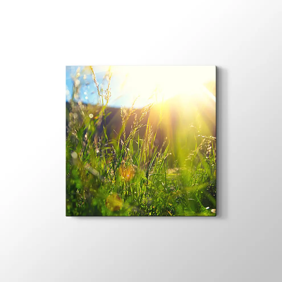 Çayırda Günışığı Kanvas Tablo