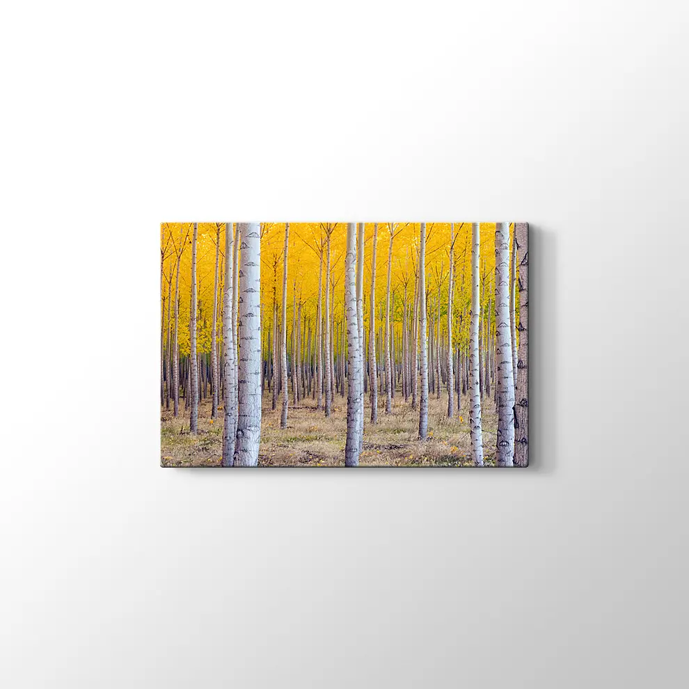 Orman ve Sarı Kompozisyonu Kanvas Tablo