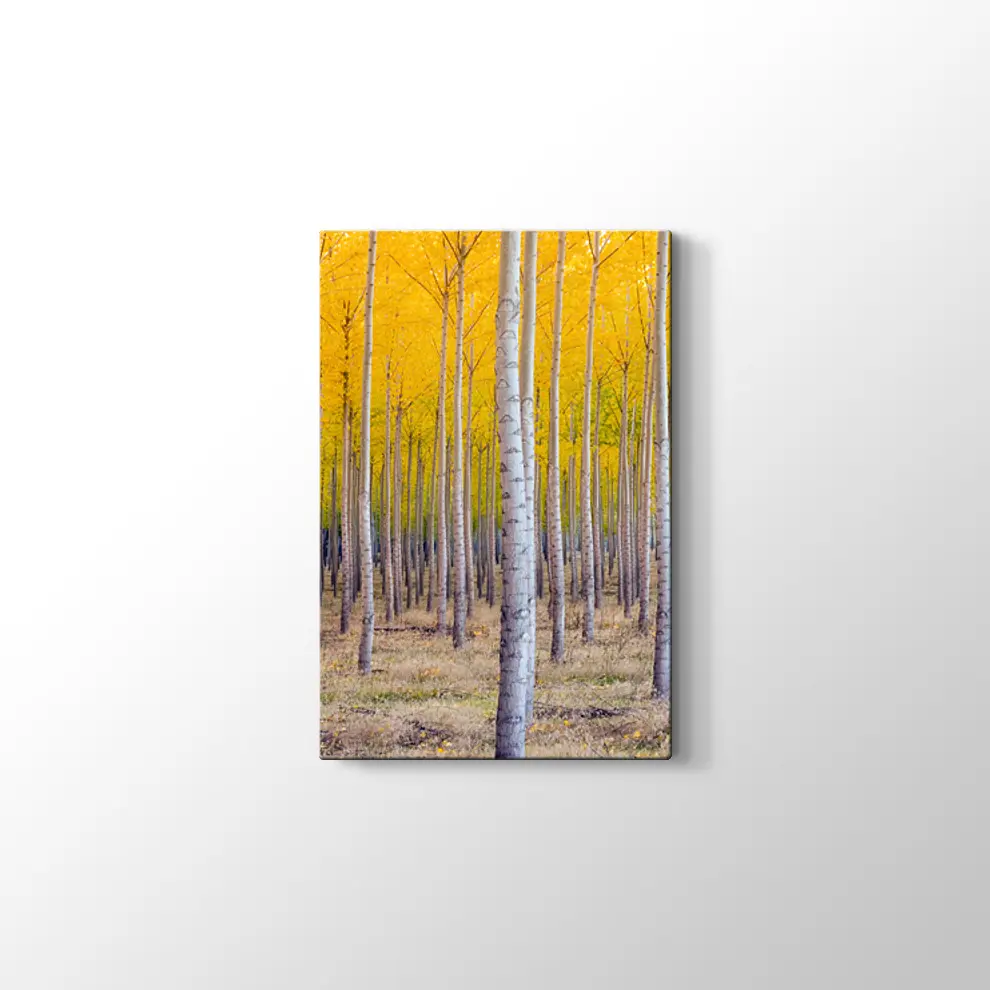 Orman ve Sarı Kompozisyonu Kanvas Tablo