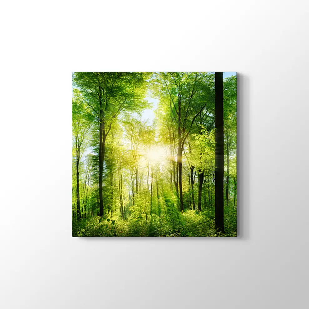 Ormanda Günışığı Kanvas Tablo