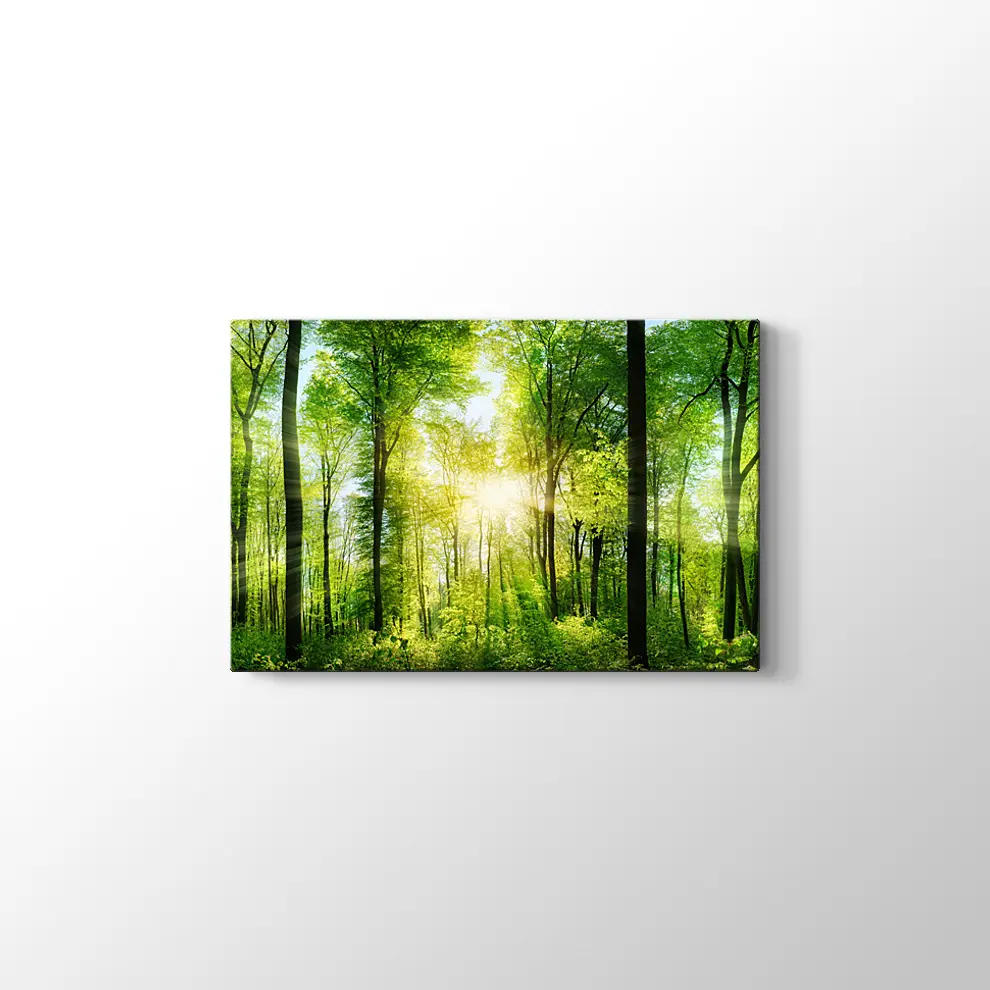 Ormanda Günışığı Kanvas Tablo