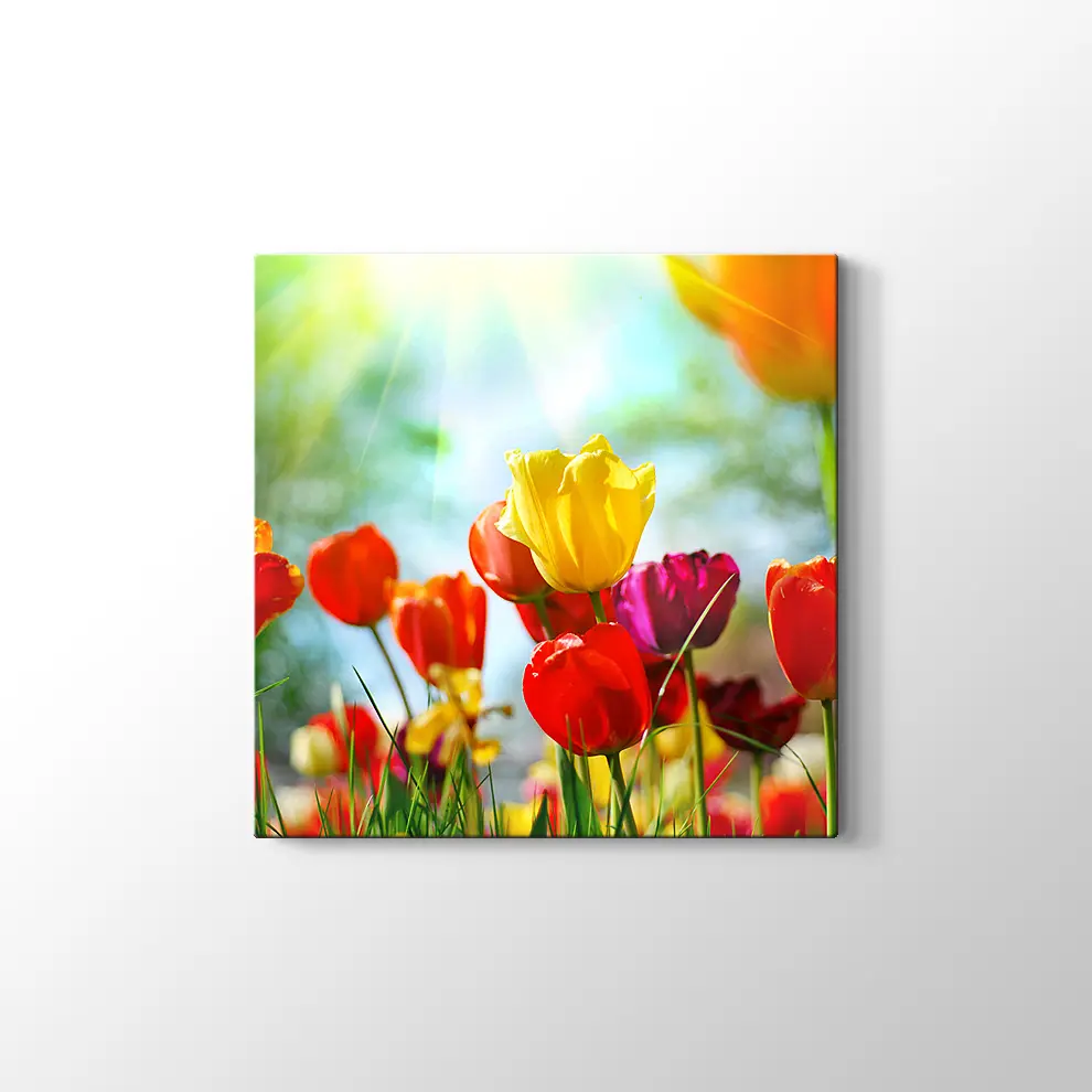 Gün Işığında Lale Bahçesi Kanvas Tablo