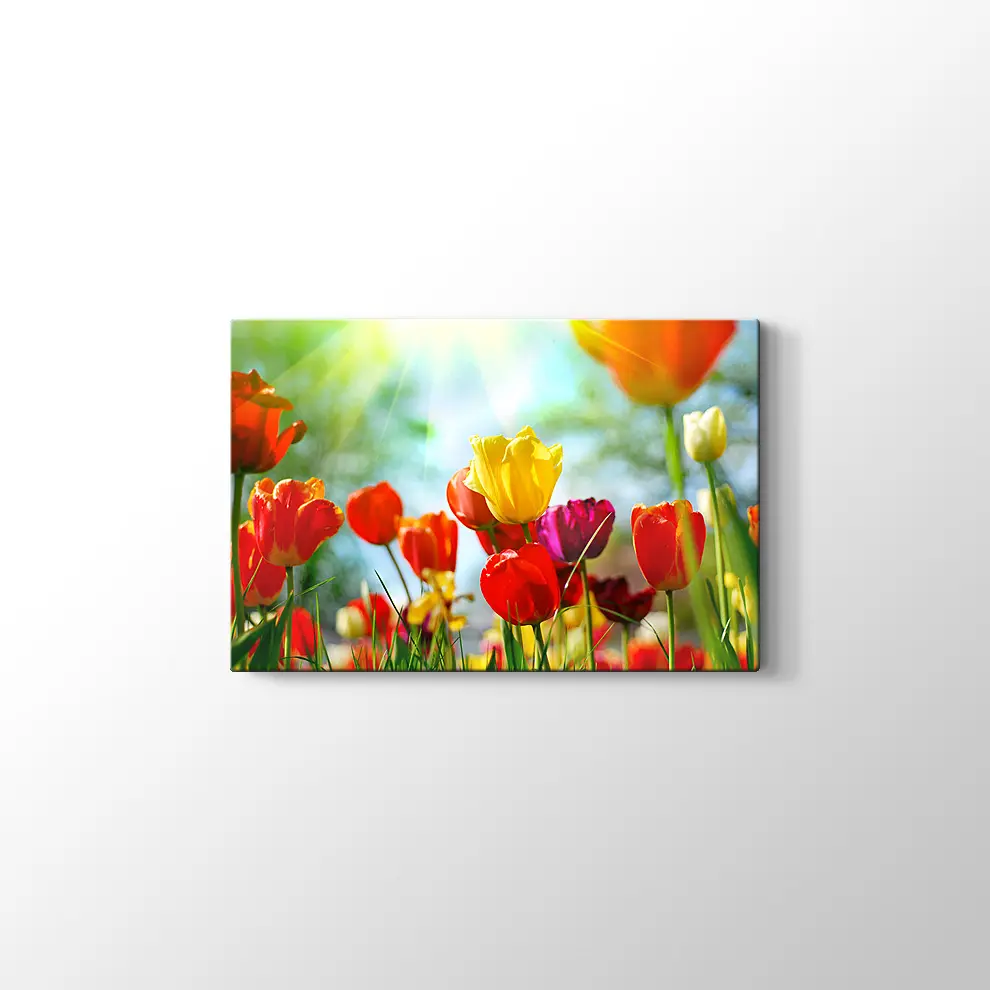 Gün Işığında Lale Bahçesi Kanvas Tablo
