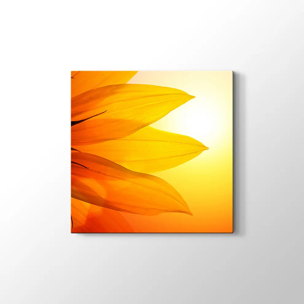 Gün Işığında Papatya Yaprağı Kanvas Tablo