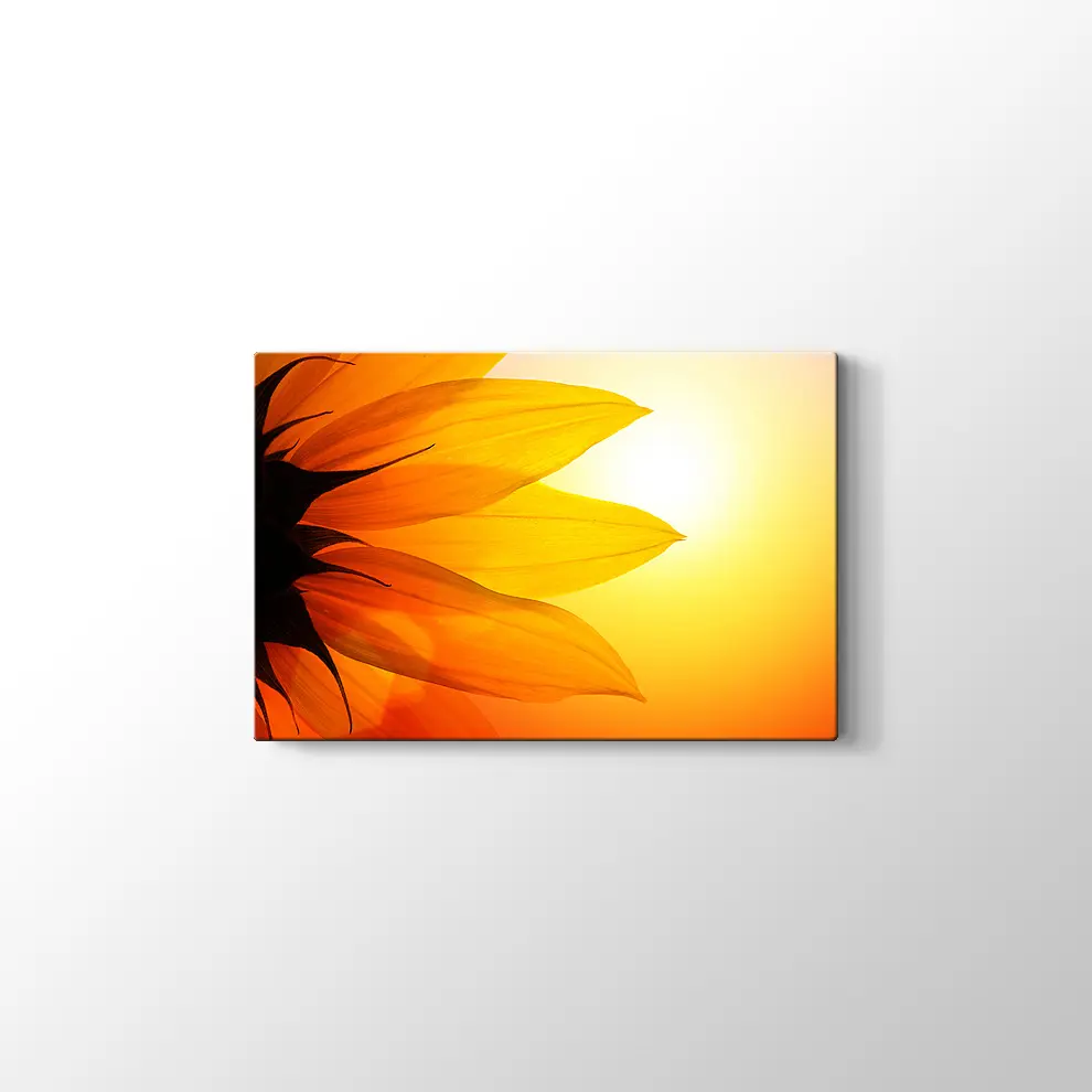 Gün Işığında Papatya Yaprağı Kanvas Tablo