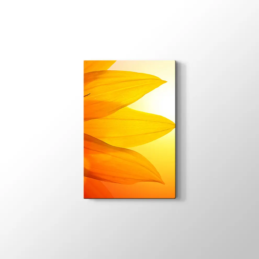 Gün Işığında Papatya Yaprağı Kanvas Tablo