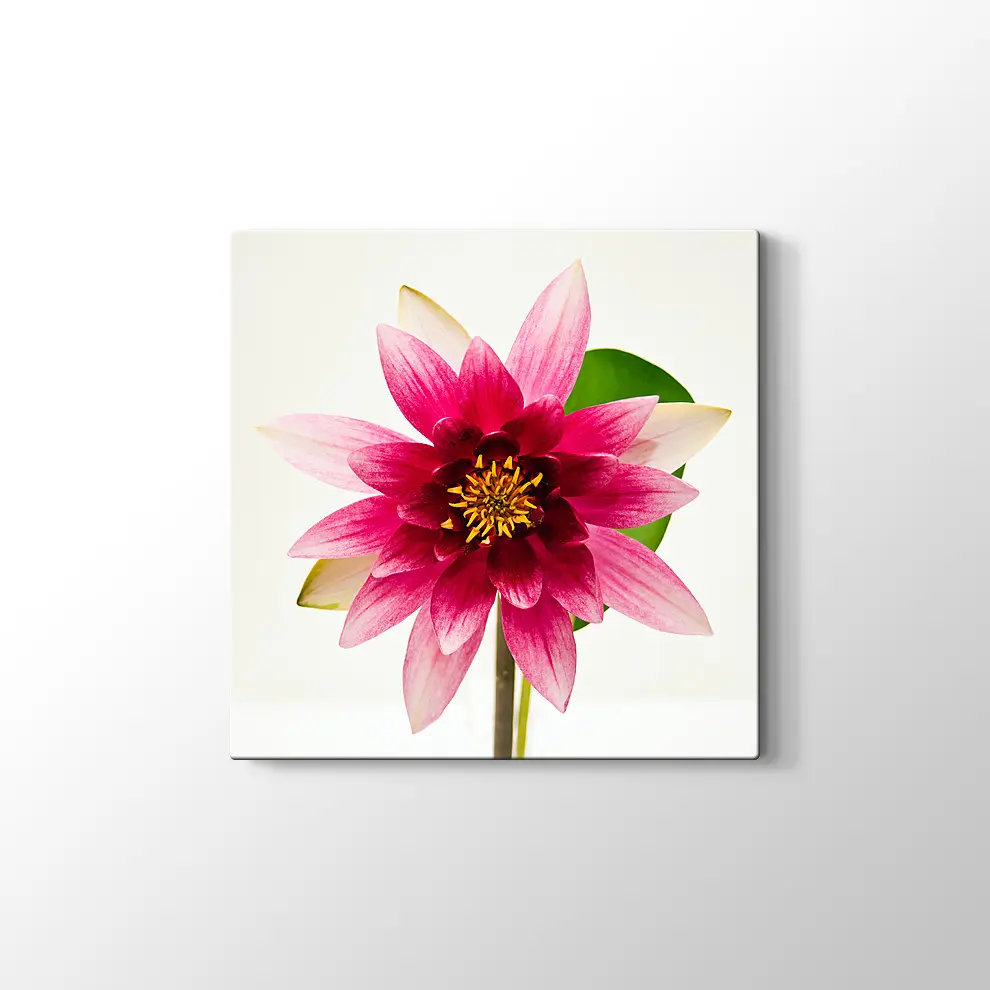 Yıldız Çiçeği Kanvas Tablo