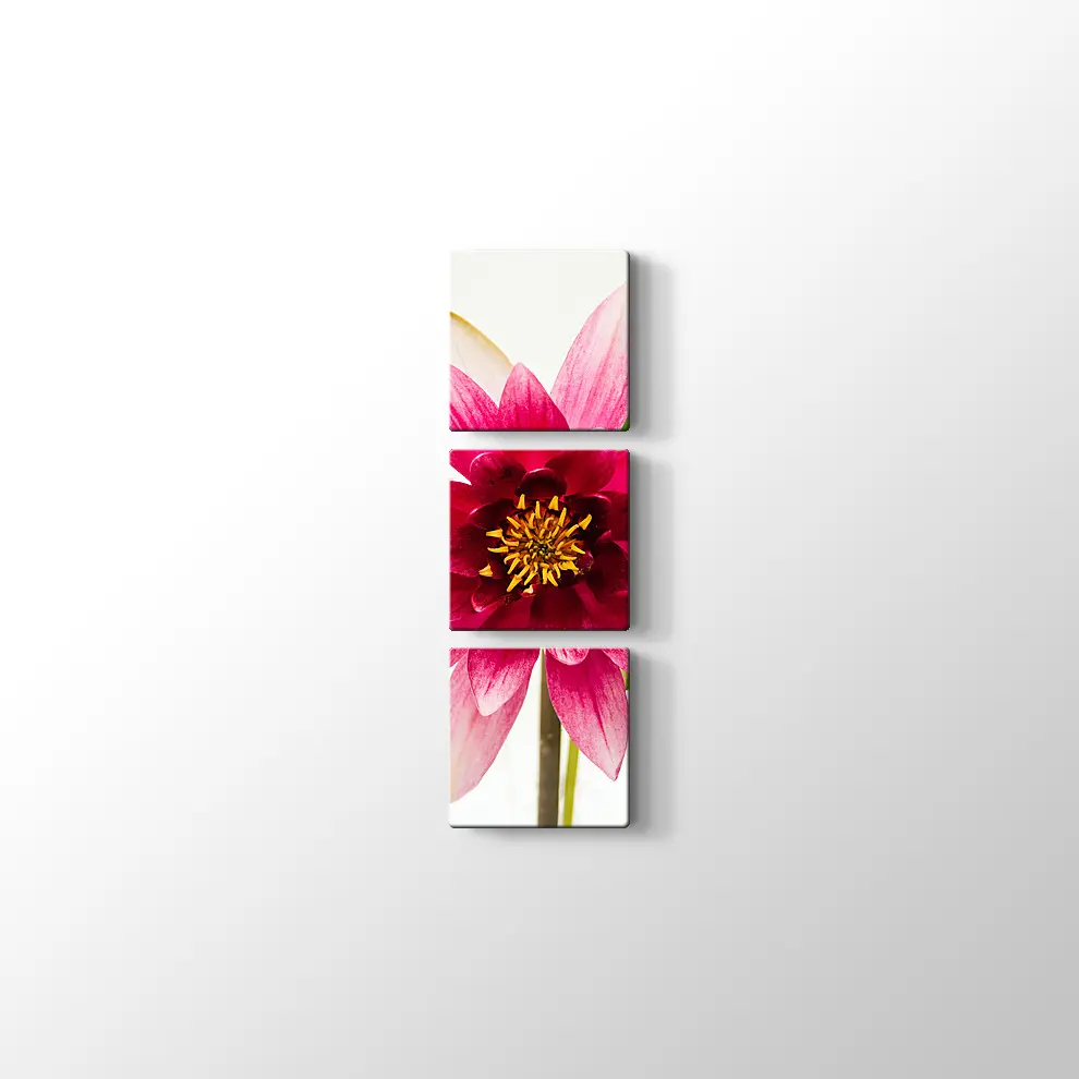 Yıldız Çiçeği Kanvas Tablo