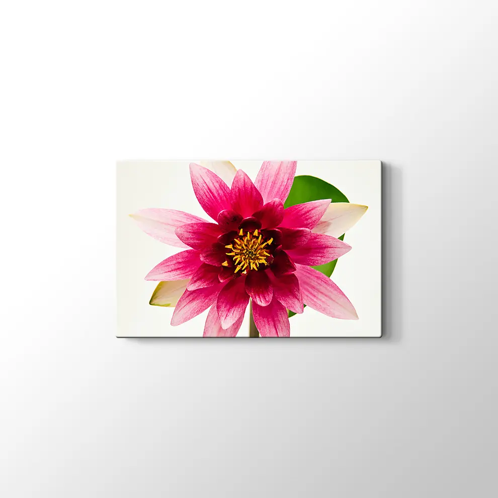 Yıldız Çiçeği Kanvas Tablo