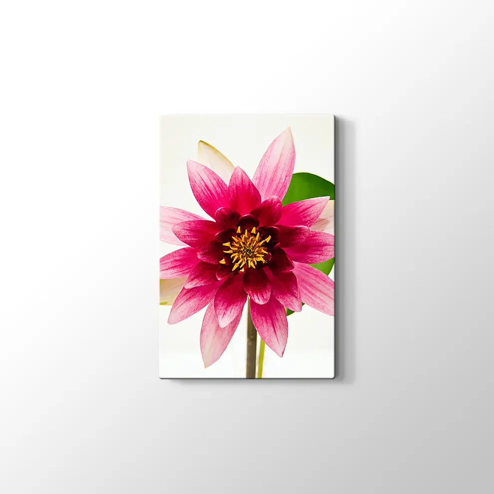 Yıldız Çiçeği Kanvas Tablo