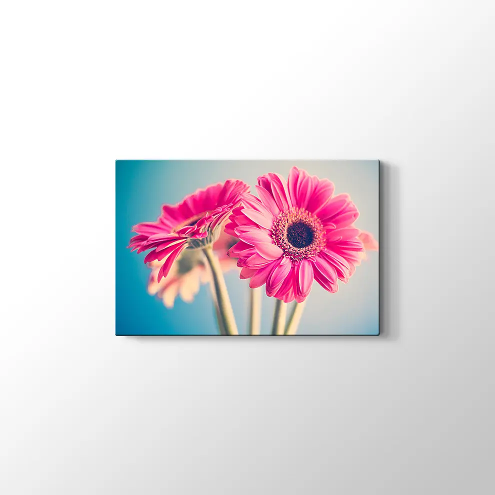 Pembe Papatya Kanvas Tablo