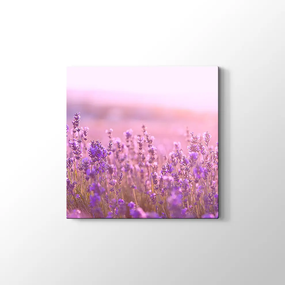 Lavantalar Kanvas Tablo