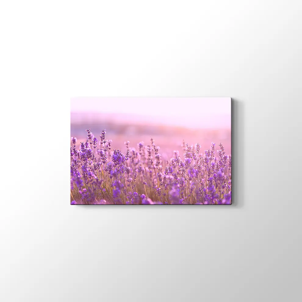 Lavantalar Kanvas Tablo