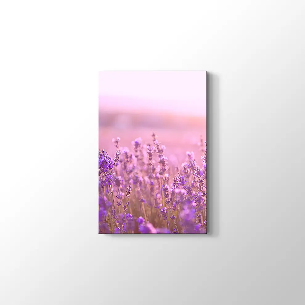 Lavantalar Kanvas Tablo