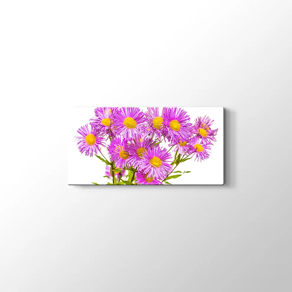 Erigiron Çiçeği Kanvas Tablo