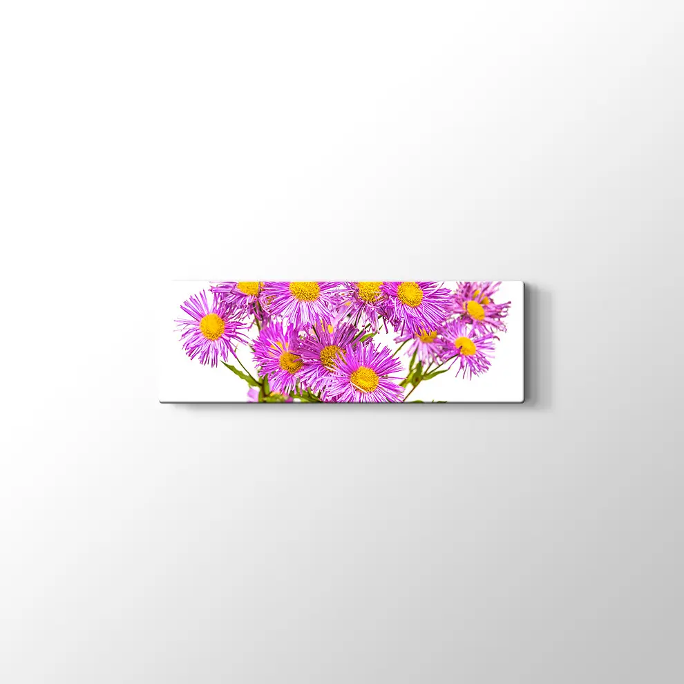 Erigiron Çiçeği Kanvas Tablo