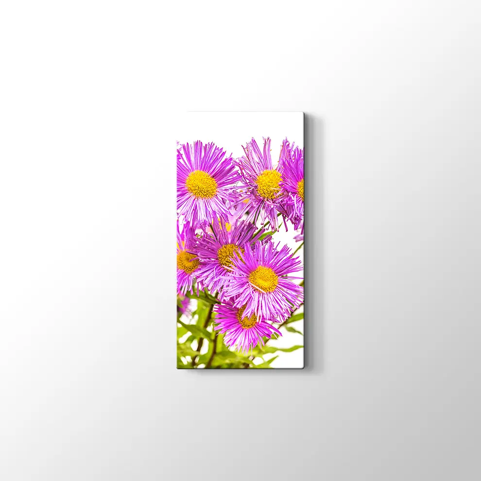 Erigiron Çiçeği Kanvas Tablo