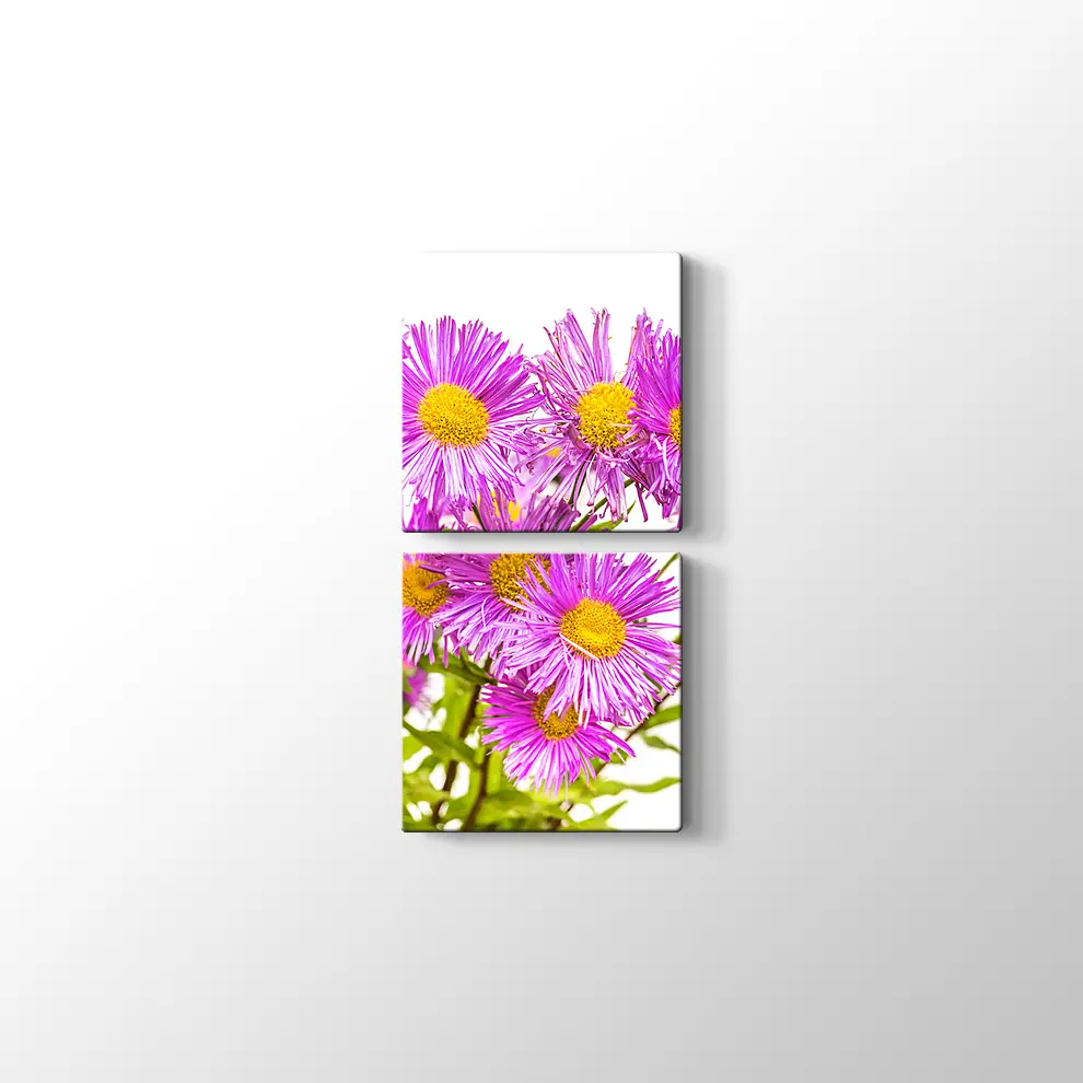Erigiron Çiçeği Kanvas Tablo
