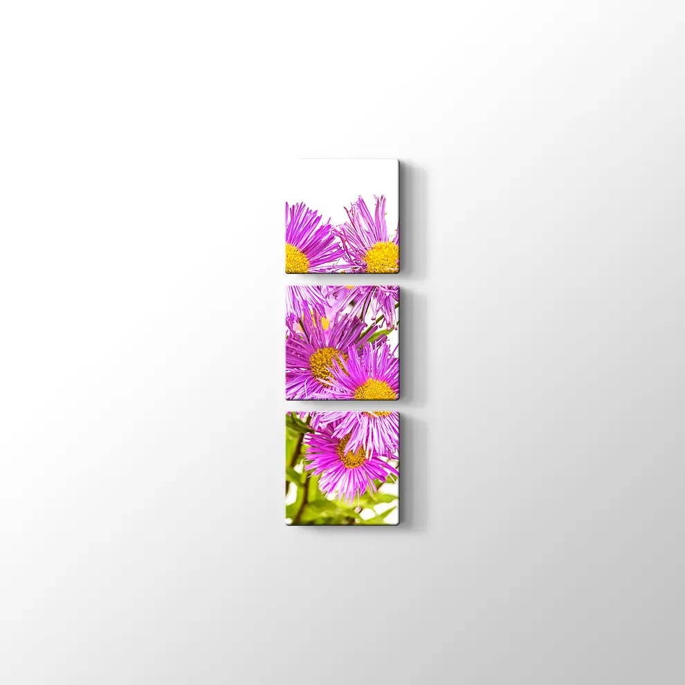 Erigiron Çiçeği Kanvas Tablo