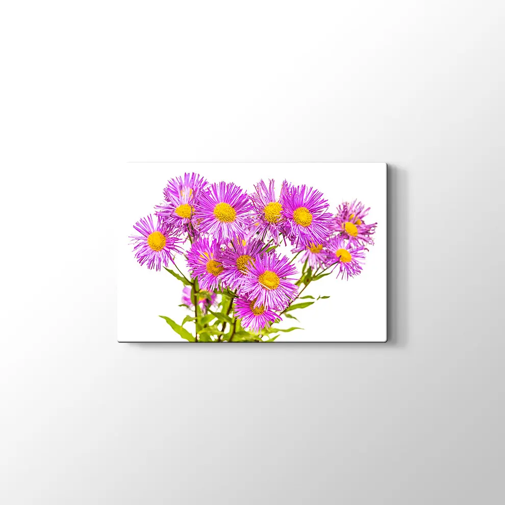 Erigiron Çiçeği Kanvas Tablo