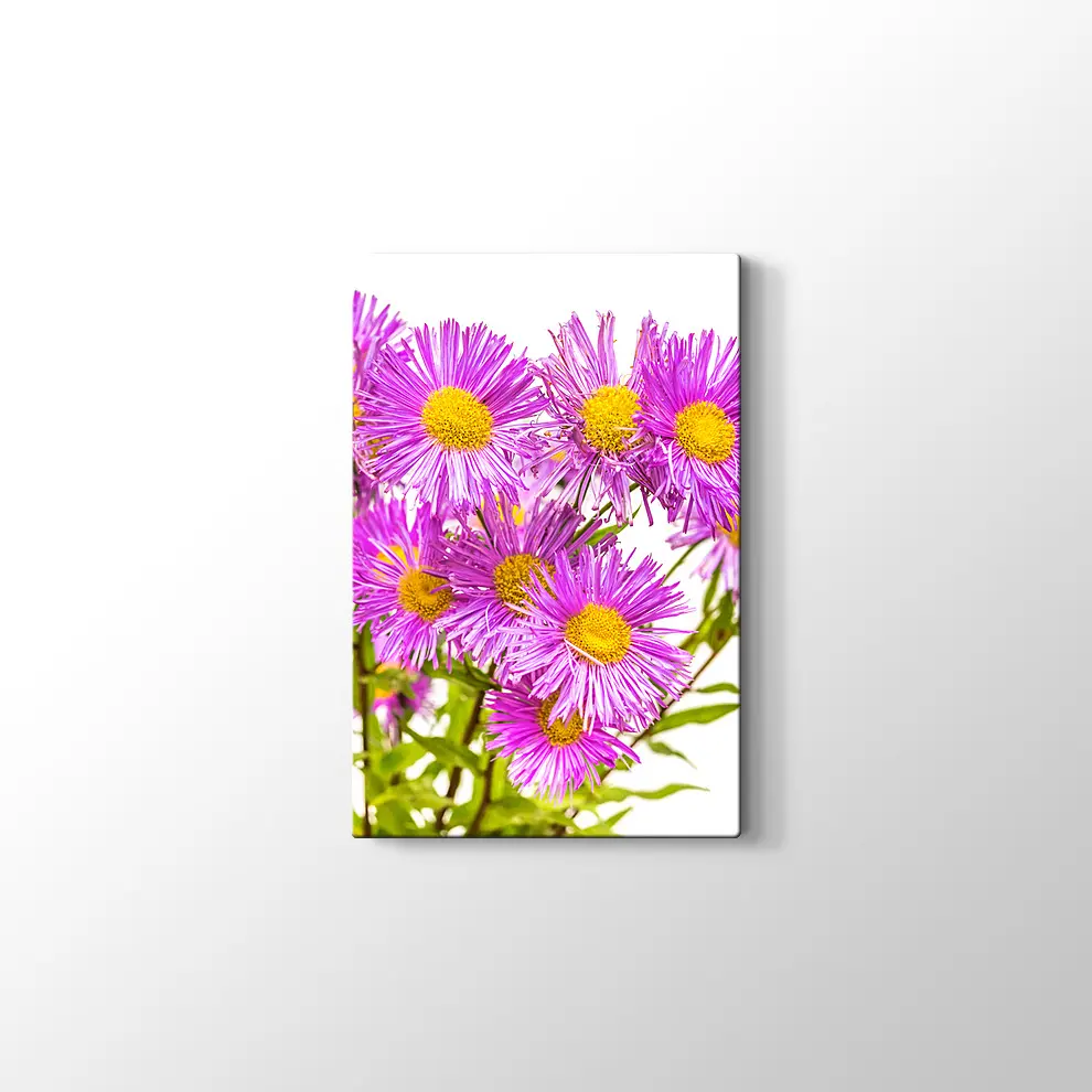 Erigiron Çiçeği Kanvas Tablo